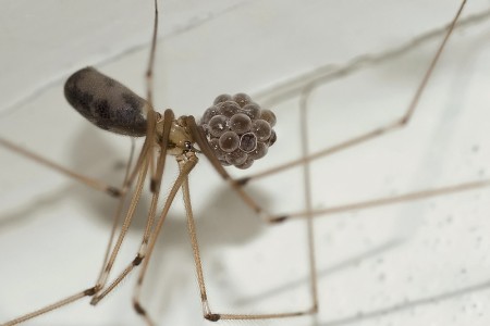 Pholcus phalangioides